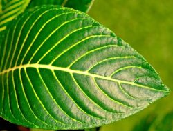 BRIN dengan Bionyeri PTY LTD Australia akan Riset Potensi Kratom sebagai Obat Herbal Baru