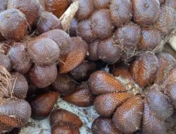 Buah Salak Bisa untuk Daya Tahan Tubuh, Menajamkan Penglihatan, Manghaluskan Kulit dan Meningkatkan Libido Seksual