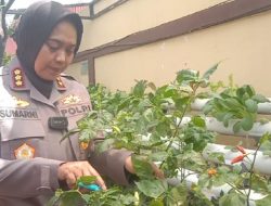 Tangan Dingin Kombes Pol. Sumarni, Memanfaatkan Lahan Kecil dengan Menanam Sayuran