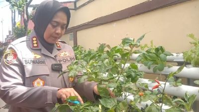 Tangan Dingin Kombes Pol. Sumarni, Memanfaatkan Lahan Kecil dengan Menanam Sayuran