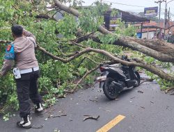 Fenomena Angin Kencang Sebabkan Pohon Tumbang di Jalur Wisata Cirebon-kuningan
