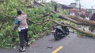 Fenomena Angin Kencang Sebabkan Pohon Tumbang di Jalur Wisata Cirebon-kuningan