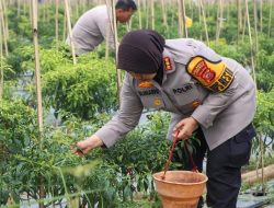Semangat Bertani Anak Muda: Kapolresta Cirebon Bangun Harapan di Ladang Desa Kroya