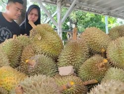 Festival Durian Digelar, Sambut Musim Panen dengan Antusiasme Tinggi