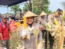 Dukung Program Asta Cita, Polresta Cirebon Sukses Panen Jagung di Lahan 2,3 Hektare