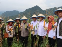 Polresta Cirebon Ikut Panen Raya Jagung Serentak, Dukung Swasembada Pangan 2025