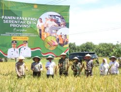 Sawah Tadah Hujan Hasil Maksimal, Panen Raya di Cirebon Jadi Sorotan Nasional