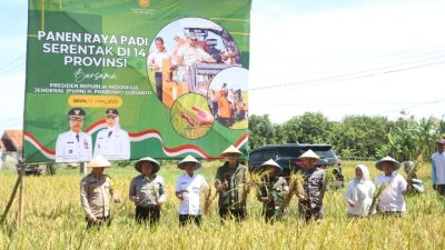 Sawah Tadah Hujan Hasil Maksimal, Panen Raya di Cirebon Jadi Sorotan Nasional