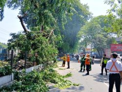 Takut Tumbang, Pohon Angsana Dapat ‘Makeover’ dari KAI dan Tim Gabungan