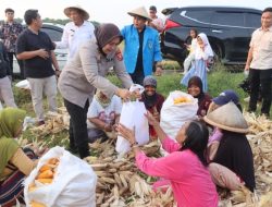 Panen Jagung di Palimanan, Semangat Ketahanan Pangan dari Polresta Cirebon