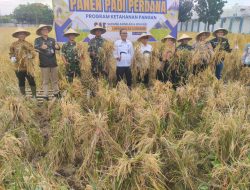 Lapas Cirebon Panen Padi Perdana, Wujud Nyata Dukung Program Ketahanan Pangan