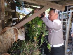 Nabung Kurban Bareng, Polresta Cirebon & Brimob Ternak Kambing Demi Berbagi di Idul Adha