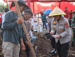 Dukung Swasembada Pangan, Polresta Cirebon Tanam Jagung di Lahan Seluas 13 Hektar di Desa Cipeujeuh Kulon